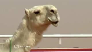 A Botox scandal at Saudi Arabia's camel beauty contest