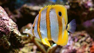 fish from the world of wonders 40 crazy facts about Butterflyfish