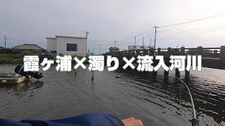 濁りが入った霞ヶ浦。魚は流入河川にいる。