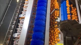 edp feed line PEG-12 citrus net bagging