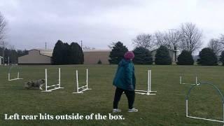 Dusty - Running A-frame Grid Work - 12/5/11