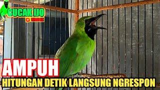 LANGSUNG MAU JAMTROK‼️cucak ijo gacor full isian tembakan, AMPUH UNTUK PANCINGAN CUCAK IJO LOMBA