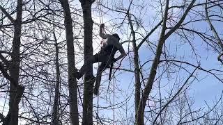 Could you pass the test? Joseph Losner passes his Ornamental Arborist climbing skills test.