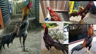 10 JENIS AYAM BANGKOK BERKUALITAS