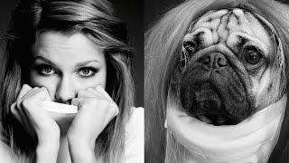 Doug the Pug Recreates Taylor Swift Instagram Photos