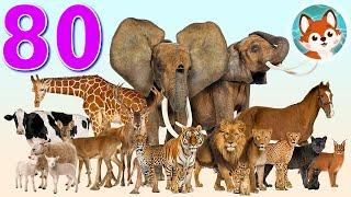 80 разных животных. Большая викторина для детей с голосами животных. Какие бывают животные?