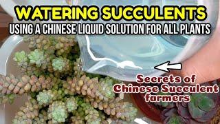 LIQUID FERTILIZER  TO WATER  SUCCULENT PLANTS || Okay ba? Succulent Care Tips 다육식물 多肉植物 Suculentas