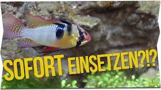 FISCHE SOFORT EINSETZEN?! - Die Einfahrzeit erklärt | GarnelenTv