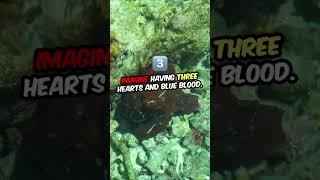 Did you know that an octopus has three hearts and blue blood? #facts #scubadiving #water #didyouknow