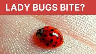 Yes, Asian Lady bugs bite! Find out WHY!