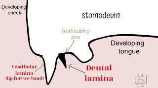 Development of Tooth - Part 1 (Morphological stages- dental lamina)