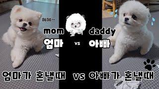 (ENG)엄마가혼낼때 vs 아빠가혼낼때 강아지반응 원본영상