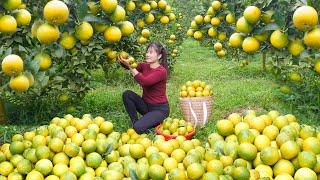 Harvesting Orange Goes To Countryside Market Sell - Build a large luffa trellis | My Bushcraft