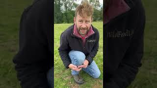 Wet Summer Mushrooms UK