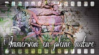 Clédat en Corrèze | Balade en forêt - Musique et immersion en pleine nature