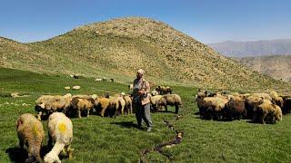 IRAN nomadic life | Daily routine village life of Iran | Nomadic lifestyle of Iran