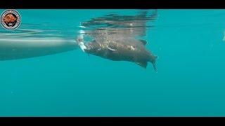 Go Pro- Black Sea Bass Release