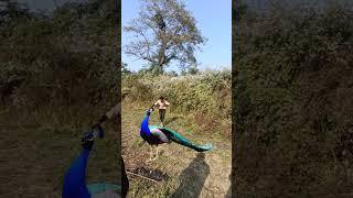 #vfx #peacock #forestbirdssounds #birds #wildlifesounds #wildlife #forestbirdsong #ytshorts