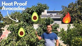 Best Avocado Varieties for Extreme Heat and Drought Weather!