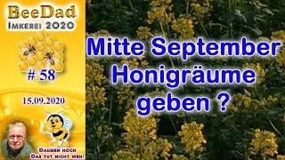 #Honigraum im #September aufsetzen Imkerei und Bienen 2020 #58