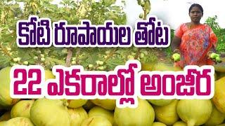 భారీస్థాయిలో అంజీర సాగు | Dry Fruit తయారీ | Bhanumati #anjeer #farming