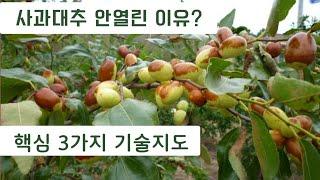 사과대추  열매가 달리지 않나요? 3가지만 하시면 주렁주렁 달립니다  # 사과대추 재배법 총정리