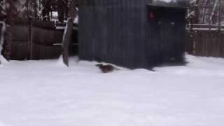 Cute Dog ("Brenda") Playing in the Snow 2