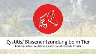 Zystitis/ Blasenentzündung bei Hund, Katze, Pferd und Co. - Tierheilpraktiker-Ausbildung