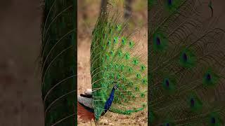 Wait for it…  #Peacock #India