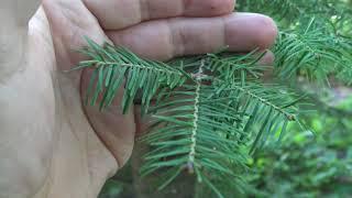 Identifying balsam fir