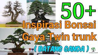 #inspirasibonsai #bonsaitwintrunk #belajarbonsai INSPIRASI BONSAI GAYA TWIN TRUNK||BATANG GANDA