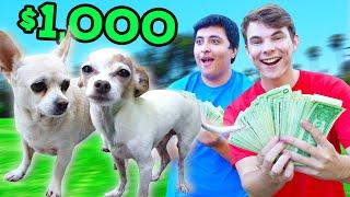 DOGS RACE FOR $1,000!!!