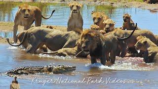 Lion Pride Vs Crocodile | Kruger National Park