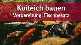 Koiteich: Ab wann können Fische ins Wasser – und wie viele?