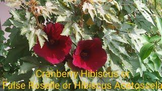 Cranberry Hibiscus or False Roselle.