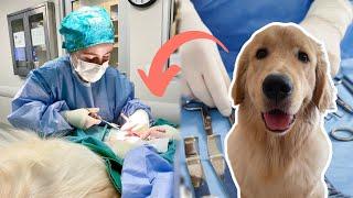 OPERATING ON MY OWN DOG: Link's neuter vlog 