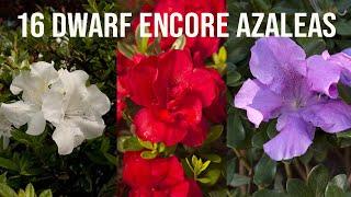 16 Dwarf Encore® Azaleas