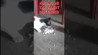 VIRAL...! KUCING DIBLENDER