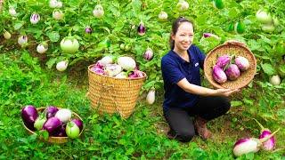 Harvest Eggplant, Make Salted Eggplant Go to market sell - RoSe Daily Life