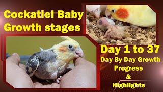 Baby Cockatiel Growth Stages day 1 to 37 | Cockatiel Baby Day by Day Growth Progress & Highlights