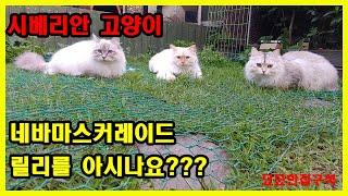 멋지게 자란 네바마스커레이드 고양이 보고 가실게요~   -시베리안 고양이