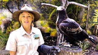 Falconry: training the Wedge Tailed Eagle