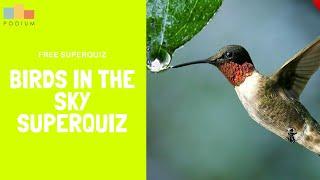 Birds in the Sky   Podium Free Superquiz