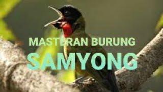 Masteran burung samyong.mp3 #masteranburung !!