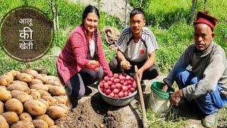 || Potato Farming In Kinnaur HP||