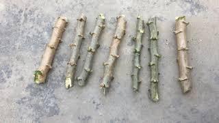 How to Grow Cassava from Cutting