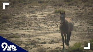 Wild horse gather in northwest Colorado ends with questions