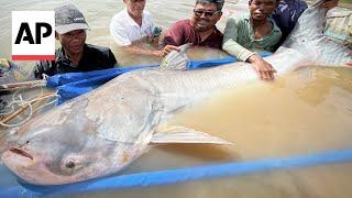 Huge and rare Mekong catfish is spotted in Cambodia