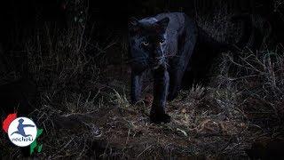 Rare Black Panther Spotted in Kenya but Media only Credit White Photographer