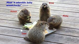 Meet Adorable Baby Woodchucks